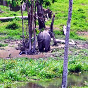 Salah satu dari Bonita atau Bubu sedang berkubang di rawa di Kawasan Arboretum PT. Arara Abadi di Giam Siak Kecil.